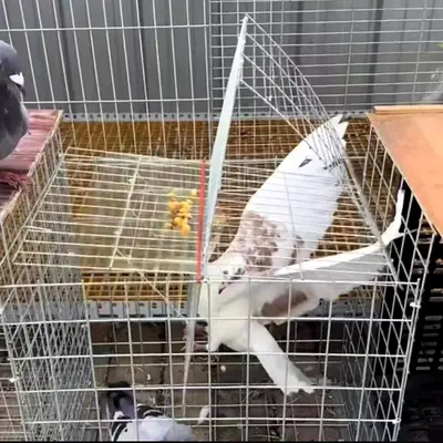 Bird Trap