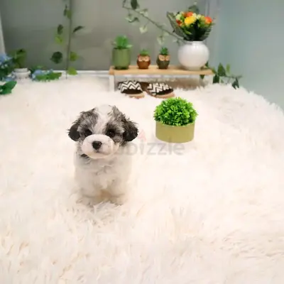 Adorable small maltipoo mix puppy — 10 weeks, playful and friendly