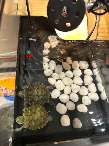 Turtle for adoption