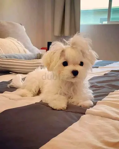 Sweet 3-month-old Maltese puppy, friendly and vaccinated