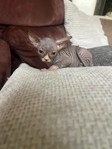 Cute sphynx girl kitten