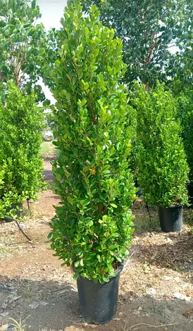 Tall Columnar Potted Evergreen (Ready for Garden or Patio)