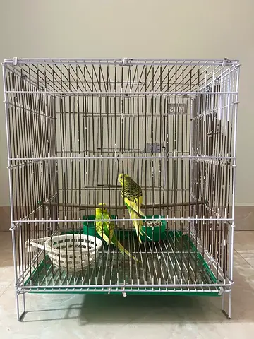 Birds Cage