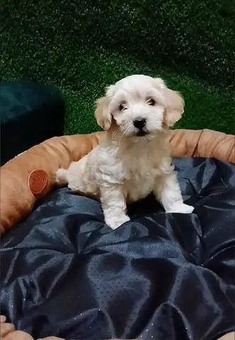 Maltipoo puppy