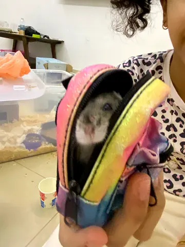 Young pet hamster with small travel pouch included FREE