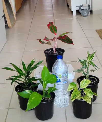 Take all 5 easy to take care indoor plants Final price , last price , best price 60 dhs only