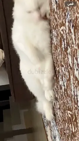 العين