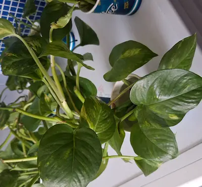 Healthy Green Pothos Indoor Plant