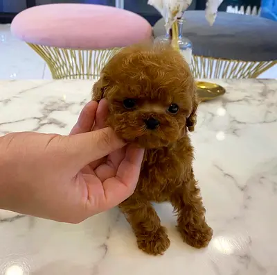 Tiny Toy Poodle Puppy - Healthy Brown Male