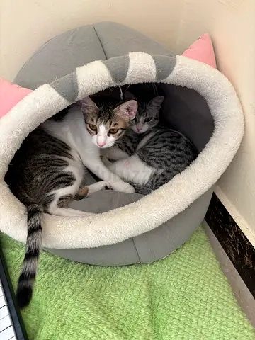 Two friendly young rescued cats looking for a new home . Vaccinated and ready for a forever home .