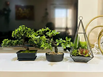 Indoor artificial Bonsai & Succulent Arrangement - Set of 3