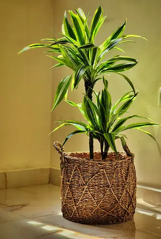 Indoor plant Dracaena Lemon Lime in Woven Seagrass Basket