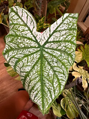 Caladiums plants for sale
