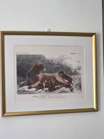 Framed pictute Lioness with Cubs