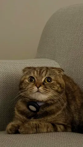 Scottish Fold looking for a loving home