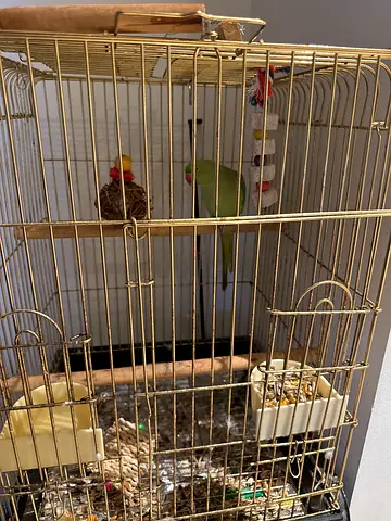 Green Indian Ringneck Parrot with Cage - Ready for Adoption