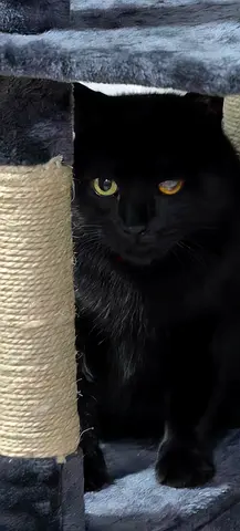 MICHAEL Sweet & Gentle 4-Year-Old Black Cat Looking for a Loving Home 🐾