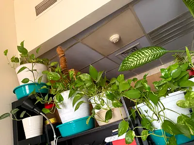 Money Plant for sale. Long and healthy.