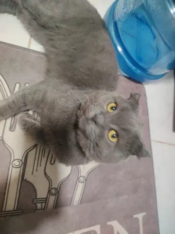 Scottish fold cat looking for new home