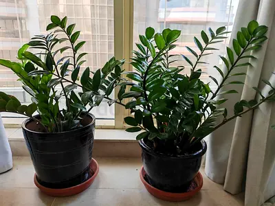 ZZ Plants With Ceramic Pots