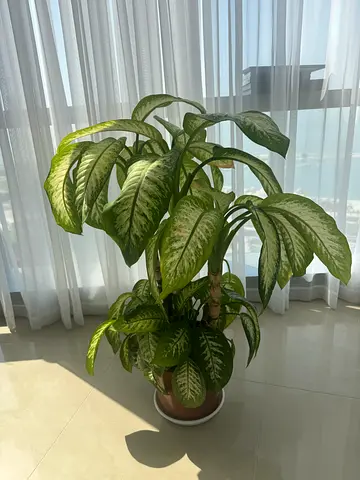 Large indoor Dieffenbachia (Dumb Cane) plant in pot — healthy foliage