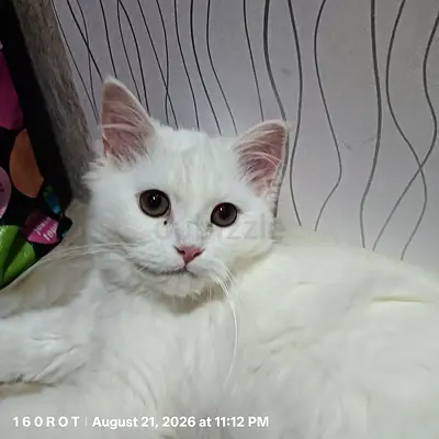 Kitten