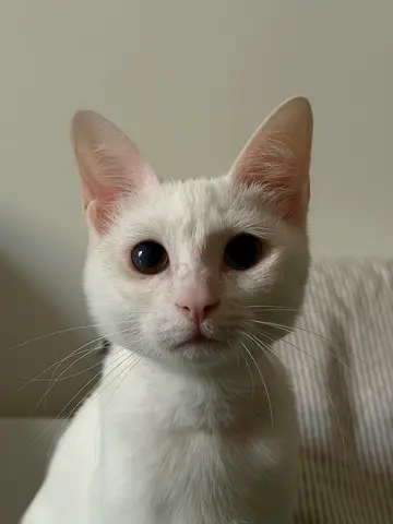 Friendly young white cat looking for a new home