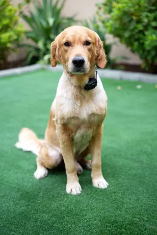 Golden Retriever for Adoption, 2 Years Old