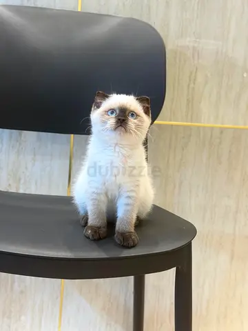 Cute Siamese-style kitten with blue eyes - friendly and playful
