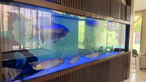fish tank