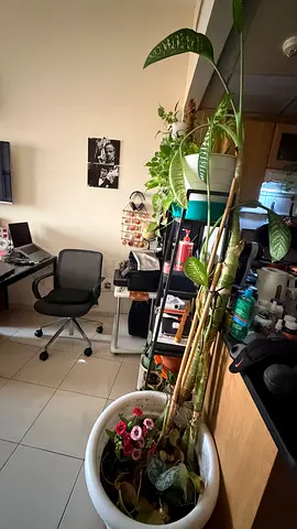 Plant DUMB CANE, very tall, with very big pot. Needs new home.