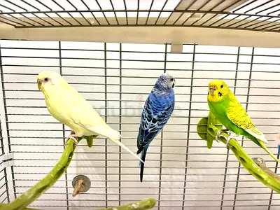 Three Friendly Budgies 2 Female 1 Male with cage