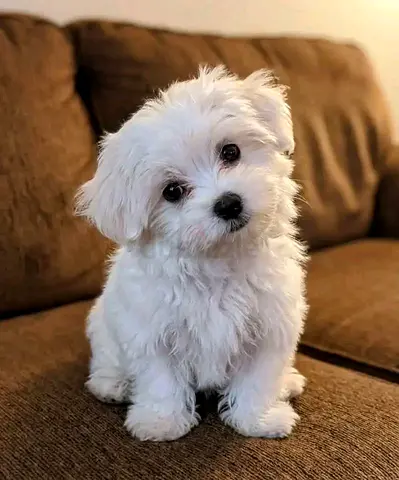 Cute white Maltese puppy available — friendly and playful