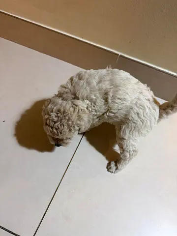 Young small cream-colored puppy available for new home