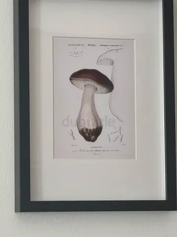 Framed pictute Mushroom Porcini