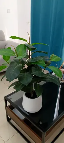 Large indoor potted Philodendron / Monstera-style houseplant with white planter