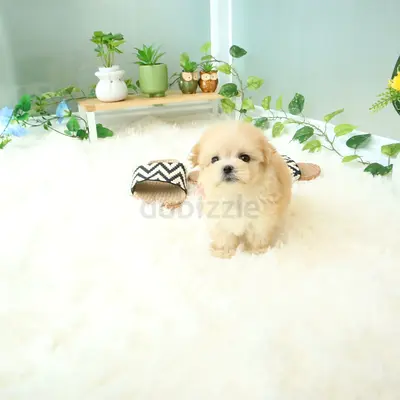 My fresh Maltipoo princess, Bom, just like spring~ 🥰🥰