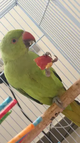 Green Indian Ringneck Parrot - Healthy, Hand-Feedable