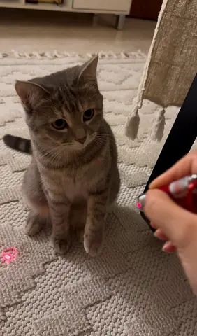 Cat for free adoption
