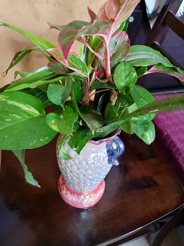 Mixed indoor potted plant in decorative ceramic vase (ready to place)