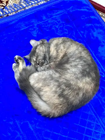 Exotic Shorthair for Free Adoption
