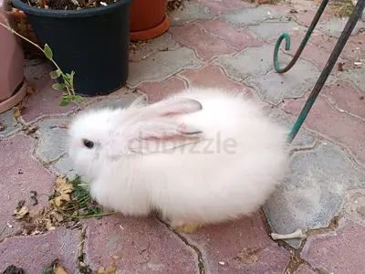 Free Rabbit pair