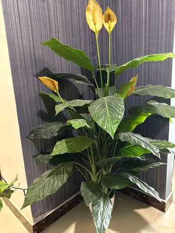 Large Artificial Peace Lily Plant in Pot - Indoor Decor