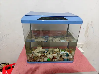 Fish tank