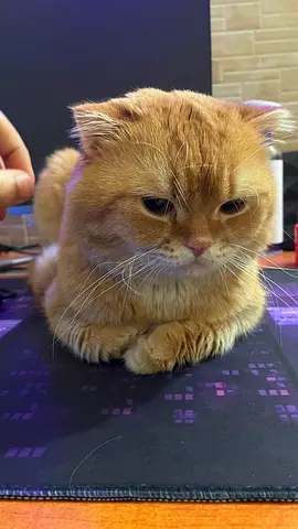 Neutered Young Golden Scottish Fold for free adoption