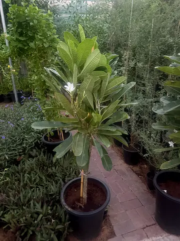Potted Plumeria (Frangipani) Tree - Healthy Outdoor Plant
