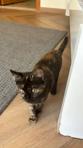 Cat for adoption