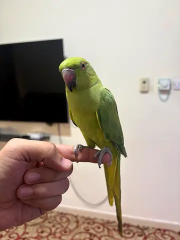 Green Indian Ringneck Parakeet - Friendly Pet, Hand-tamed