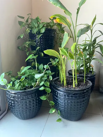 Set of 3 Black Decorative Indoor Plant Pots with Pothos and home grown large pots with plant and mud