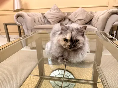 Mixed Siberian & Persian Calm Female Cat Looking For Warm Home